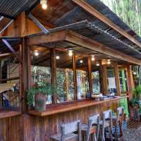 อยู่ป่า -Yoo Pha Bar&Cafe ☕️🌳@CNX, TH