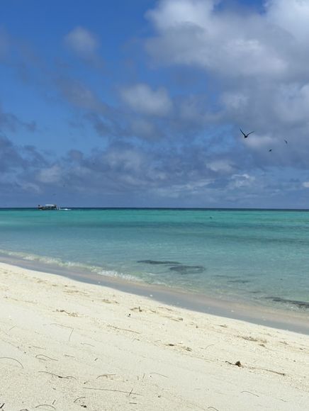 澳洲小眾島嶼Heron island看海龜🐢