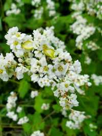 ■そばの花みたことありますか？