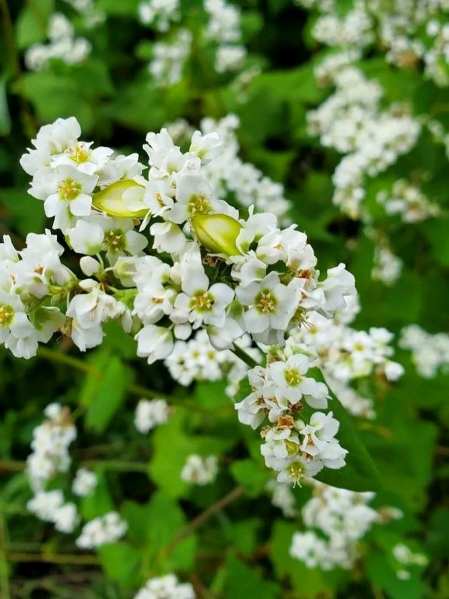 ■そばの花みたことありますか？
