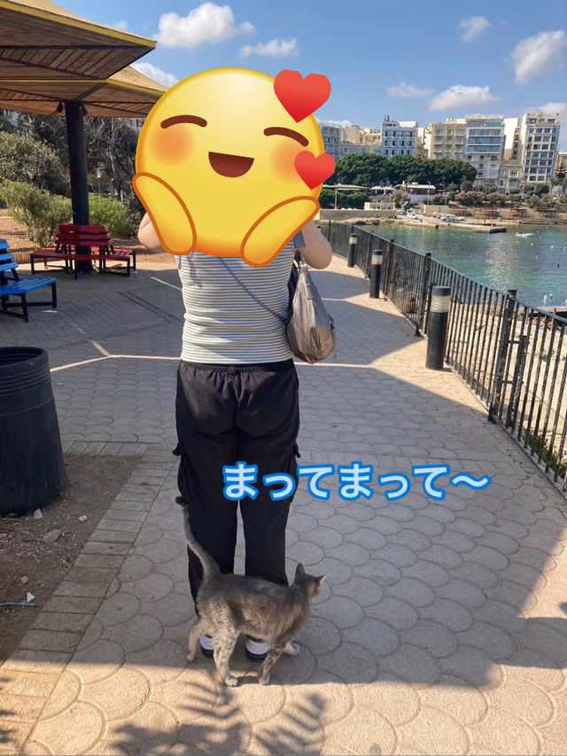 🇲🇹マルタ共和国　ねこコレクション2024.8