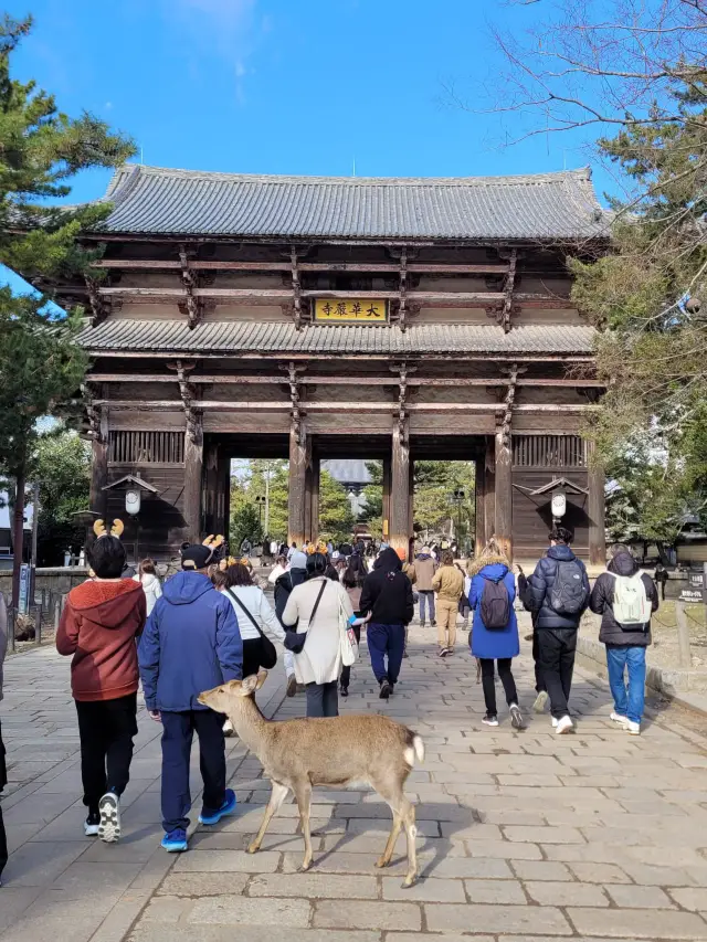 東大寺攻略指南 – 盡情享受奈良大佛和世界遺產！