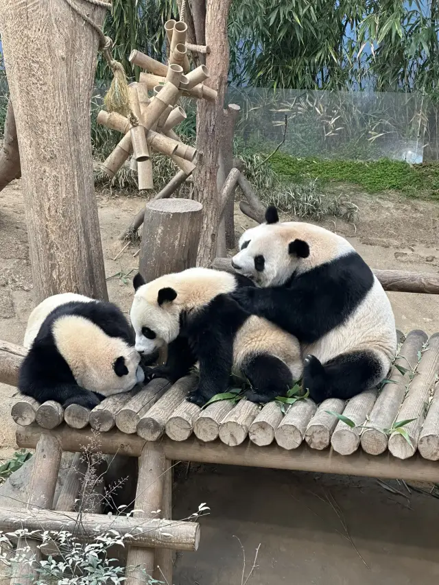 용인시 4일 일정