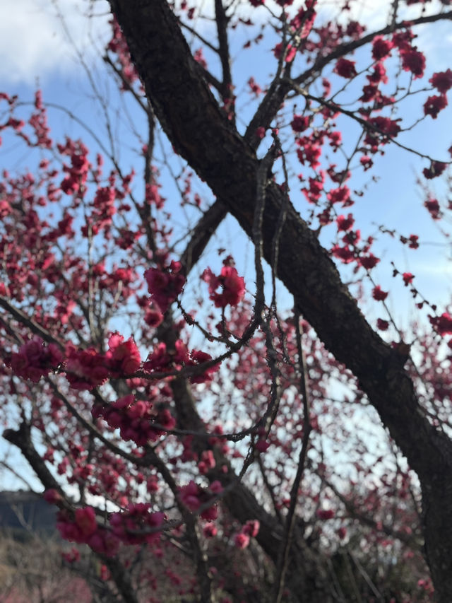 南部（みなべ）梅林へ今年初めての梅を見に❤️