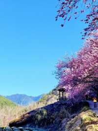 武陵農場櫻花滿開的景色不輸日本喔！