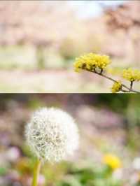 【愛知×吉良】「家康公鎧掛けの松」が伝わる寺院 春はお花がいっぱい！