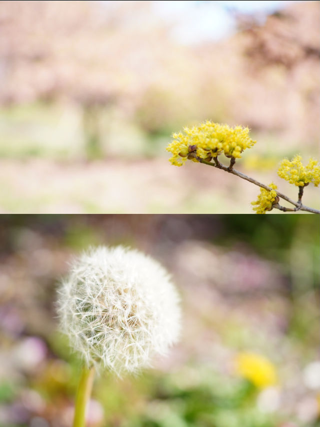 【愛知×吉良】「家康公鎧掛けの松」が伝わる寺院 春はお花がいっぱい！