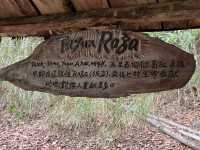 司馬庫斯巨木群步道～賞櫻兼看神木
