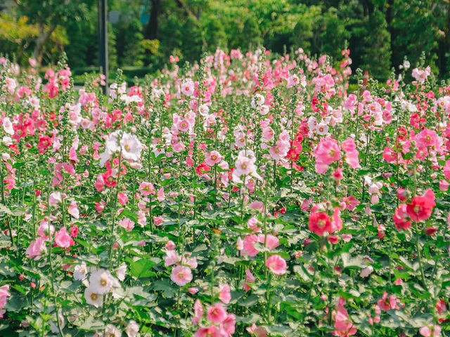สวนจตุจักรตอนนี้เป็นสีชมพู สวยมาก💕