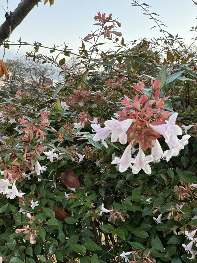 福岡舞鶴公園：歷史與自然的完美交融 🌿