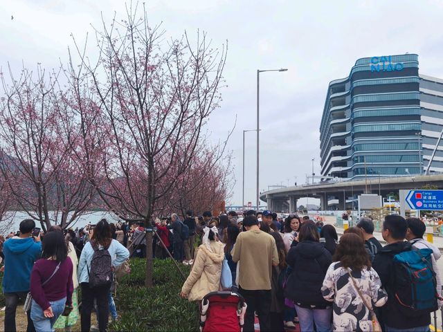 東涌期間限定的櫻花園