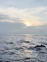 🐬馬爾代夫港麗島日落出海看海豚🤎