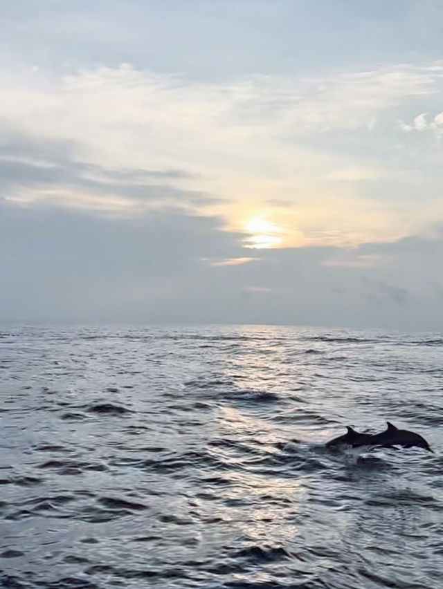 🐬馬爾代夫港麗島日落出海看海豚🤎