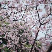 武漢中山公園~櫻花魅影