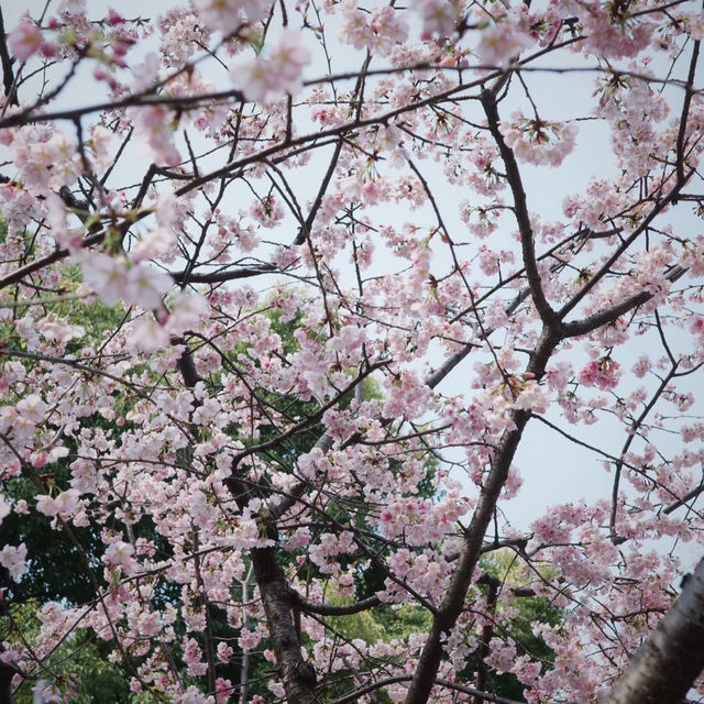 武漢中山公園~櫻花魅影