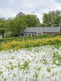 Spring Outing in Seoul: Picnics, Cafés & Blooms! 