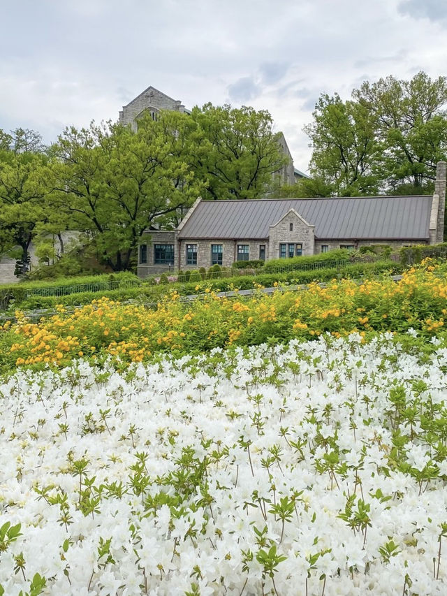 Spring Outing in Seoul: Picnics, Cafés & Blooms! 