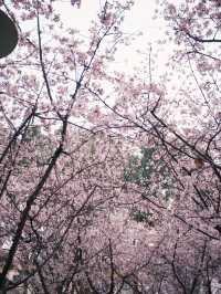 上海｜沒想到都開了花了 3.10實況🌸