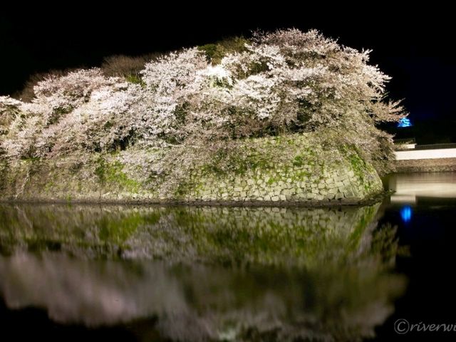 【滋賀県】夜桜に照らされた神秘的な彦根城