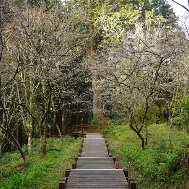 金面山親山步道～迷人綠野