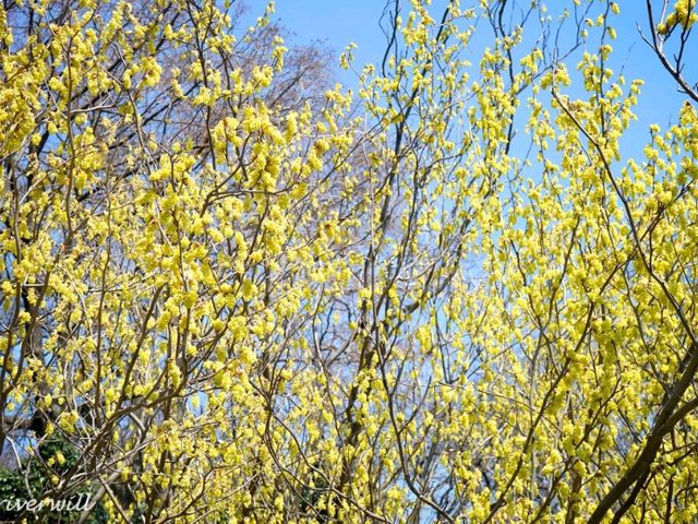 【東京】東大の附属施設でお花見！「小石川植物園」