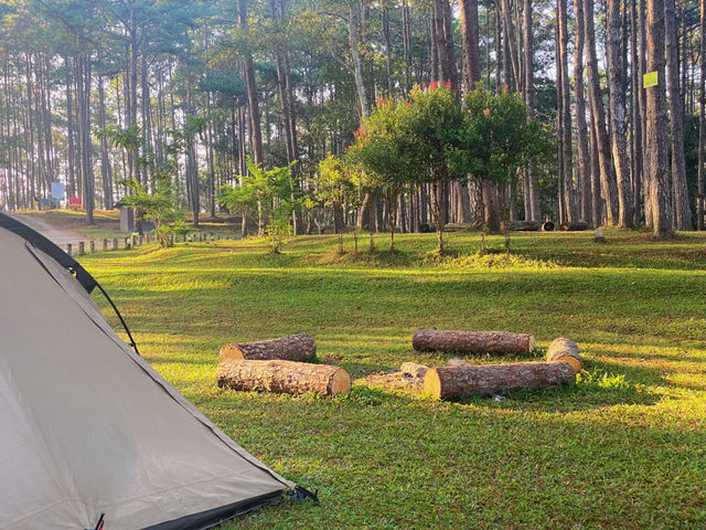 ลานกางเต็นท์กลางป่าสน “สวนป่าดอยบ่อหลวง”