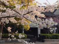Chasing Jay Chou’s Footsteps: A Dreamy Morning in Xitang Under Cherry Blossoms