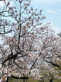 Spring Trekking at Mt. Takao: A Flower-Filled Adventure🌸