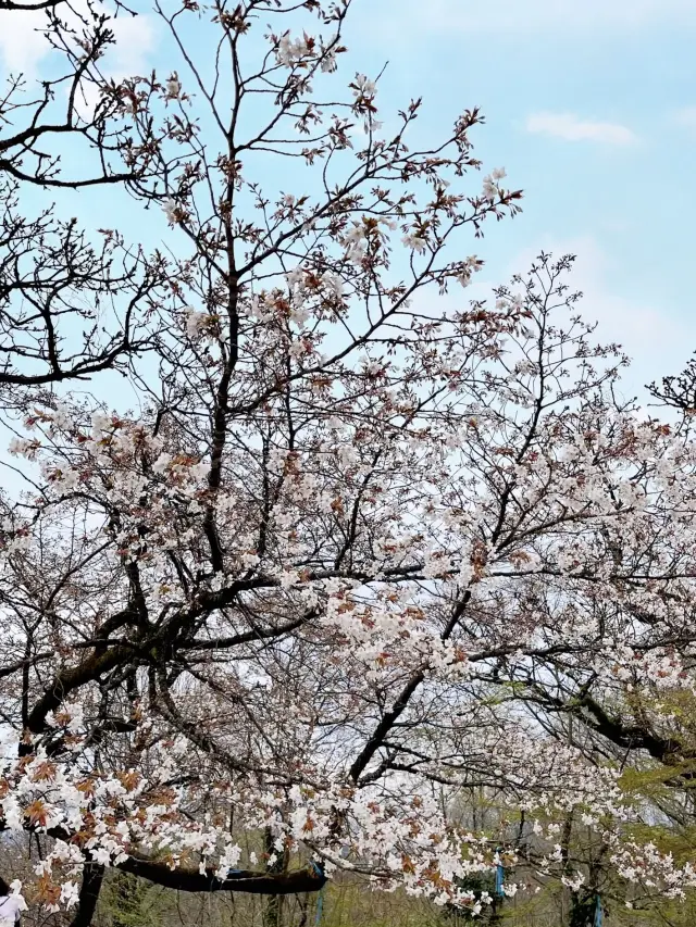 Spring Trekking at Mt. Takao: A Flower-Filled Adventure🌸