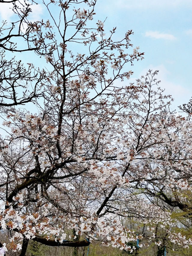 Spring Trekking at Mt. Takao: A Flower-Filled Adventure🌸