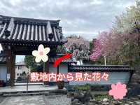 知多の旅　美しい木蓮が見ごろの醒悟院