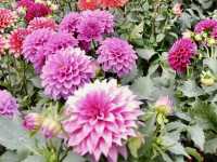 賞花及花伴野餐初體驗在大安森林公園