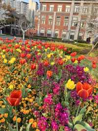 Historical University in Shanghai is blooming beautifully 