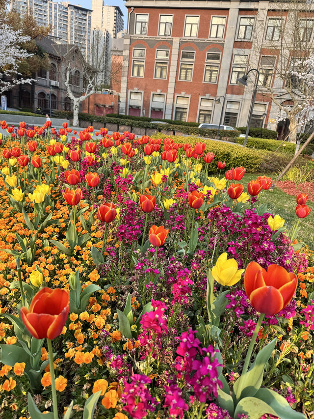 Historical University in Shanghai is blooming beautifully 