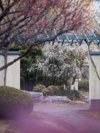A Hidden Gem for Plum Blossoms in Shanghai – 15-Minute Walk from Subway 🌸🚶‍♀️