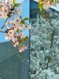 Long Museum (West Bund) Cherry Blossoms - Shanghai’s Industrial-Chic Sakura Spot