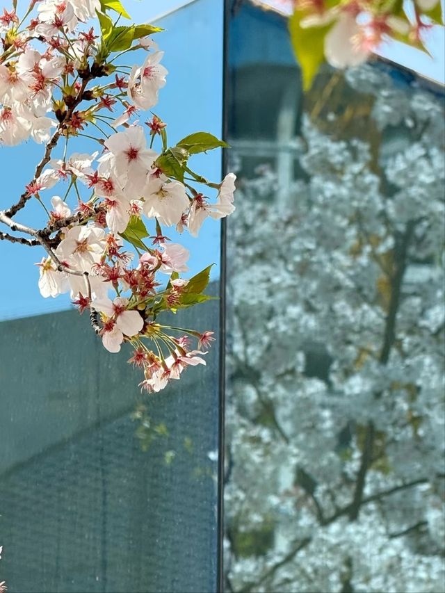 Long Museum (West Bund) Cherry Blossoms - Shanghai’s Industrial-Chic Sakura Spot