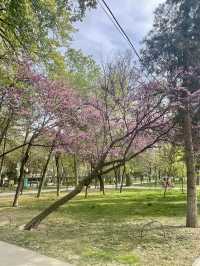 Park V Tashkent - A hidden Gem