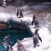 【日本】大洗水族館で海洋生物を観察！