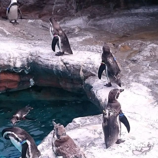 【日本】大洗水族館で海洋生物を観察！