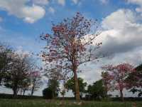 เที่ยวลพบุรี ท้ายเขื่อนป่าสักชลสิทธิ์