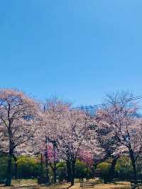 Full Bloom! Sakura at Shimizu Park🌸