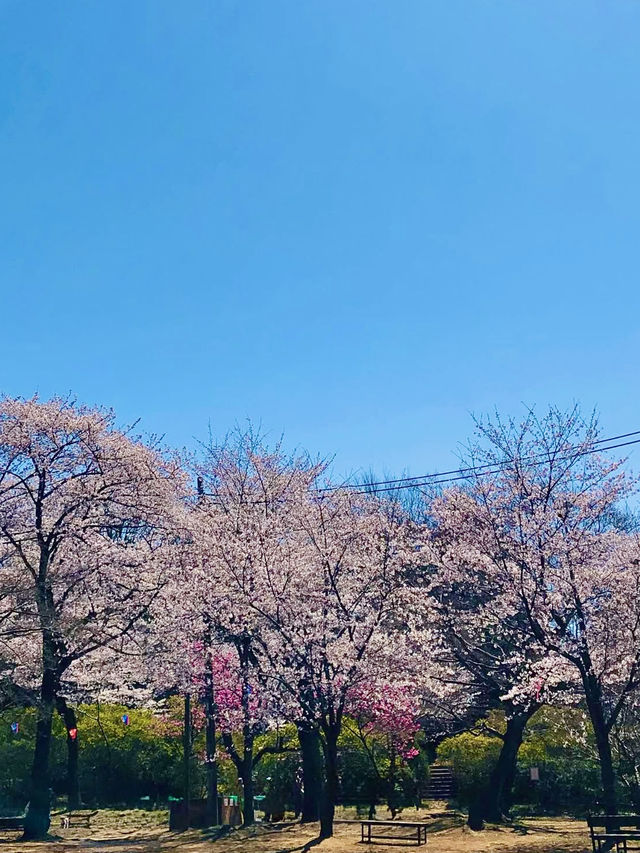 Full Bloom! Sakura at Shimizu Park🌸