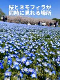 【福岡】桜とネモフィラのコラボが見れる貴重な時期🌸