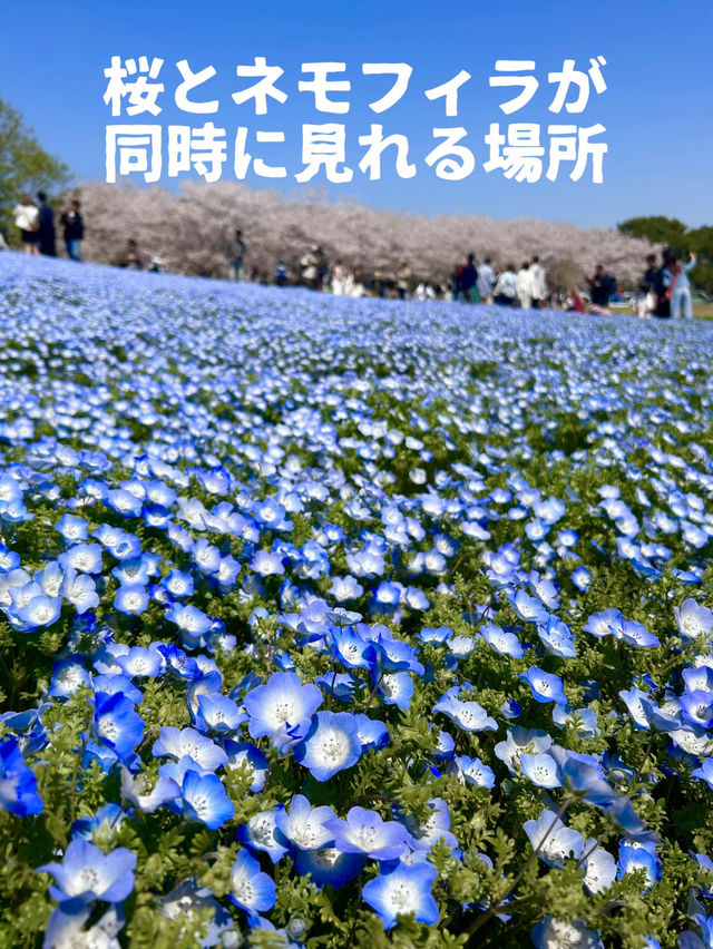 【福岡】桜とネモフィラのコラボが見れる貴重な時期🌸