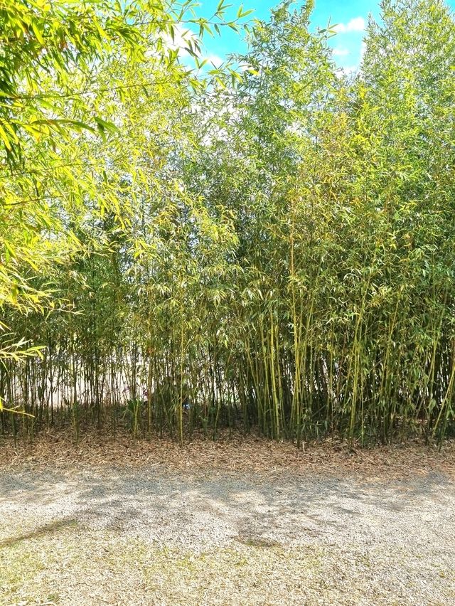예쁜 유채꽃밭과 피크닉! 대저생태공원🌼
