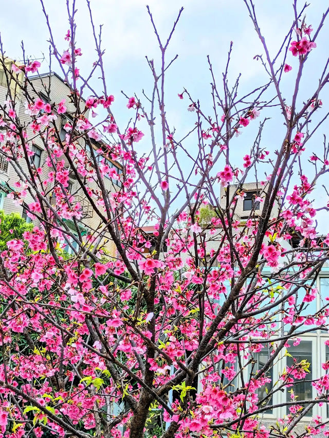 🌸**台北士林區何岸櫻花步道**🌸
