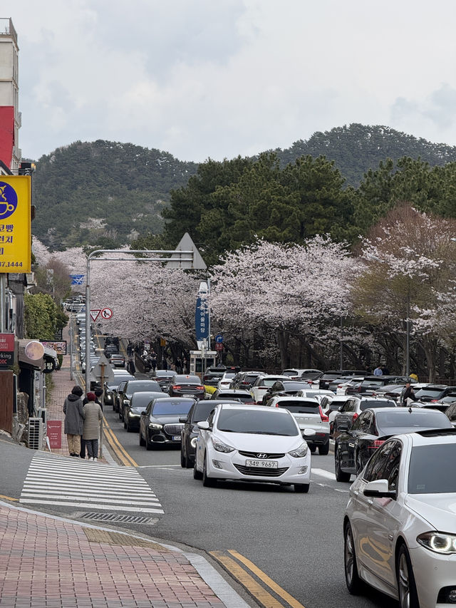 부산 벚꽃명소 해운대달맞이길