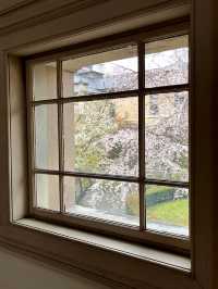 Cherry Blossoms in Full Bloom! Kyoto Prefectural Office - Former Main Building