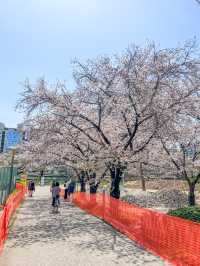 南天満橋公園のさくら
